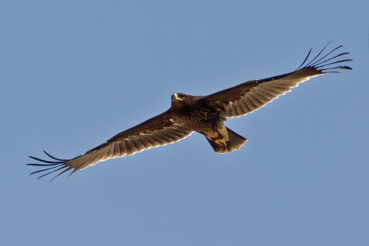 Clanga_clanga_Oman_2011_7103 Greater Spotted Eagle - Clanga clanga - Salalah