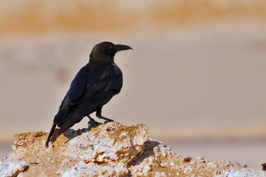 Corvus_ruficollis_Oman_2011_5425 Brown-necked Raven - Corvus ruficollis - Dawkah Farm