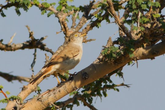 Curruca_nana-5591 Asian Desert Warbler - Curruca nana - Wadi Rabkut