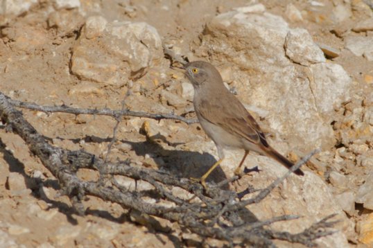 Curruca_nana-5612 Asian Desert Warbler - Curruca nana - Wadi Rabkut