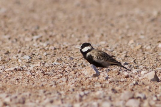 Eremopterix_nigriceps_Oman_2011_5271 Black-crowned Sparrow-Lark - Eremopterix nigriceps - Al Beed Farm