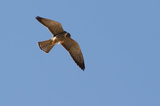 Falco_amurensis_Oman_2011_5367 Amur Falcon - Falco amurensis - Dawkah Farm
