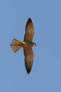 Falco_amurensis_Oman_2011_5372 Amur Falcon - Falco amurensis - Dawkah Farm