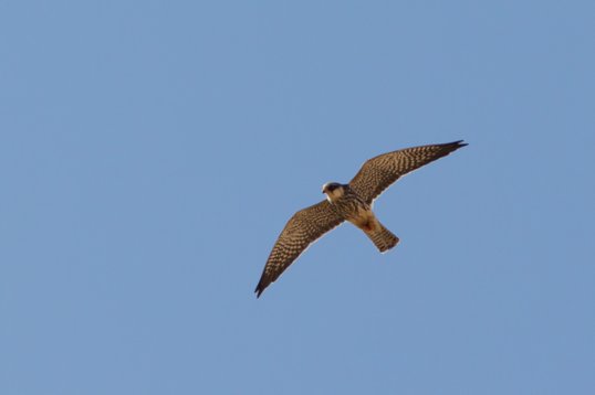 Falco_amurensis_Oman_2011_5389 Amur Falcon - Falco amurensis - Dawkah Farm