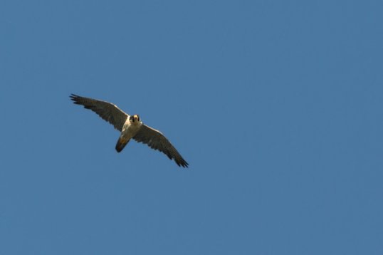 Falco_peregrinus_Oman_2011_4023 Peregrine Falcon - Falco peregrinus - Sun Farm, Sohar