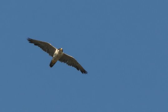 Falco_peregrinus_Oman_2011_4024 Peregrine Falcon - Falco peregrinus - Sun Farm, Sohar