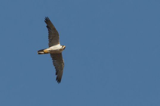 Falco_peregrinus_Oman_2011_4026 Peregrine Falcon - Falco peregrinus - Sun Farm, Sohar