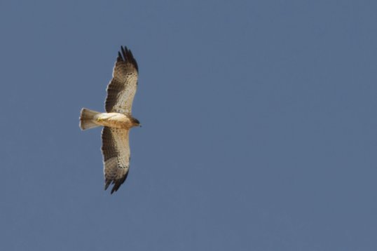 Hieraaetus_pennatus_Oman_2011_5908 Booted Eagle - Hieraaetus pennatus - Khawr Taqah