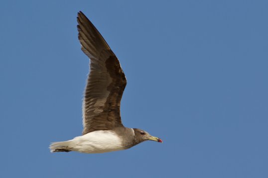 Ichthyaetus_hemprichii_Oman_2011_4566 Sooty Gull - Ichthyaetus hemprichii - East Khawr