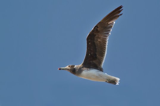 Ichthyaetus_hemprichii_Oman_2011_6070 Sooty Gull - Ichthyaetus hemprichii - W Ras Janjari