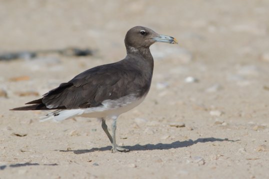 Ichthyaetus_hemprichii_Oman_2011_6144 Sooty Gull - Ichthyaetus hemprichii - Raysat