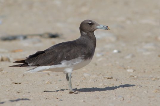 Ichthyaetus_hemprichii_Oman_2011_6145 Sooty Gull - Ichthyaetus hemprichii - Raysat