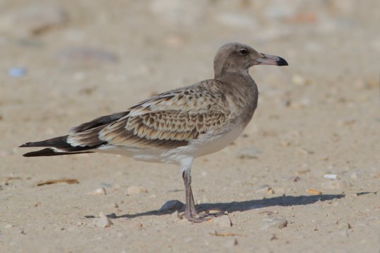 Ichthyaetus_hemprichii_Oman_2011_6148 Sooty Gull - Ichthyaetus hemprichii - Raysat