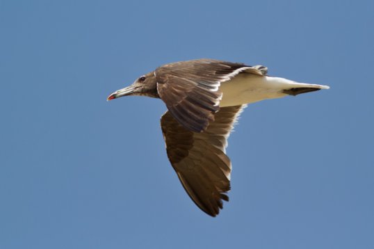 Ichthyaetus_hemprichii_Oman_2011_7063 Sooty Gull - Ichthyaetus hemprichii - East Khawr