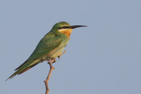 Merops_persicus_Oman_2011_5130 Blue-cheeked Bee-eater - Merops persicus - Al Mughsayl