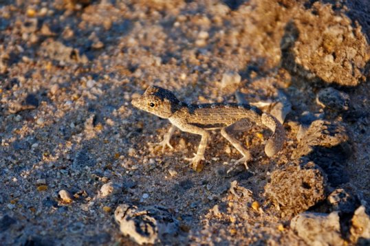 Oman_2011_1594 Carter's Rock Gecko - Pristurus carteri - Barr Al Hikman