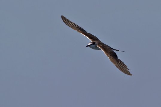 Onychoprion_anaethetus_Oman_2011_6151 Bridled Tern - Onychoprion anaethetus - offshore, Mughsayl