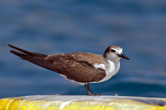 Onychoprion_anaethetus_Oman_2011_6325 Bridled Tern - Onychoprion anaethetus - offshore, Mughsayl
