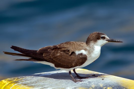 Onychoprion_anaethetus_Oman_2011_6330 Bridled Tern - Onychoprion anaethetus - offshore, Mughsayl
