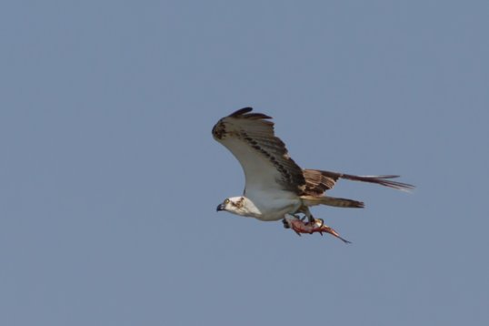 Pandion_haliaetus_Oman_2011_4486 Western Osprey - Pandion haliaetus - Barr Al Hikman