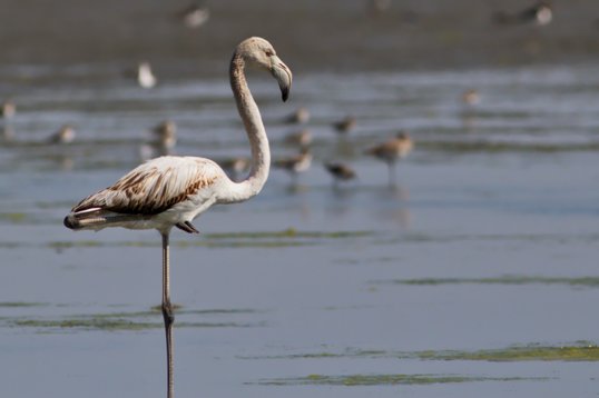 Phoenicopterus_roseus_Oman_2011_4470 Greater Flamingo - Phoenicopterus roseus - Barr Al Hikman
