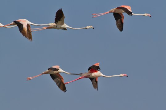 Phoenicopterus_roseus_Oman_2011_6673 Greater Flamingo - Phoenicopterus roseus - West Khawr
