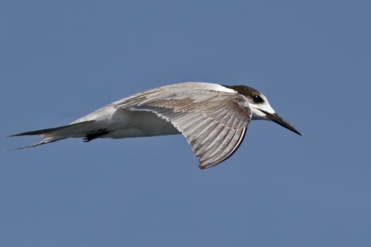 Sterna_hirundo_Oman_2011_6173 Common Tern - Sterna hirundo - offshore, Mughsayl