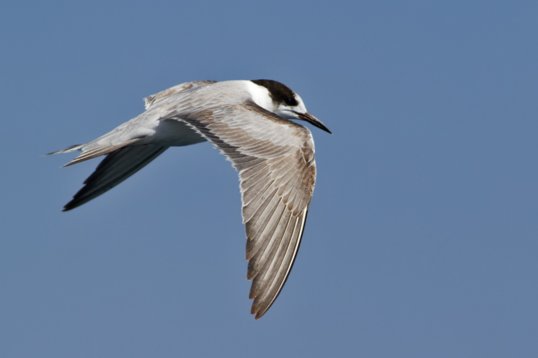 Sterna_hirundo_Oman_2011_6178 Common Tern - Sterna hirundo - offshore, Mughsayl