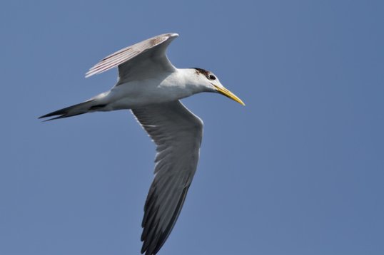 Thalasseus_bergii_Oman_2011_6252 Greater Crested Tern - Thalasseus bergii - offshore, Mughsayl