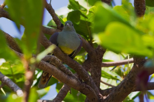 Treron_waalia_Oman_2011_4858 Bruce's Green Pigeon - Treron waalia - Ayn Razat