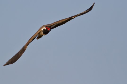Vanellus_indicus_Oman_2011_4111 Red-wattled Lapwing - Vanellus indicus - Sun Farm, Sohar