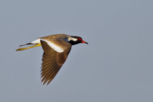Vanellus_indicus_Oman_2011_4133 Red-wattled Lapwing - Vanellus indicus - Sun Farm, Sohar