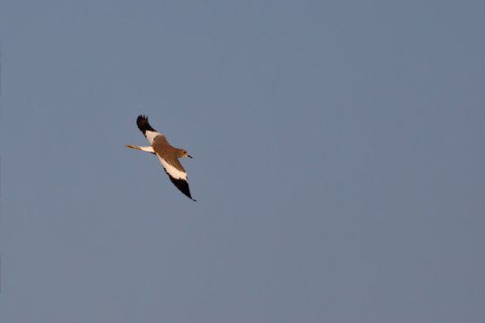 Vanellus_leucurus_Oman_2011_4125 White-tailed Lapwing - Vanellus leucurus - Sun Farm, Sohar