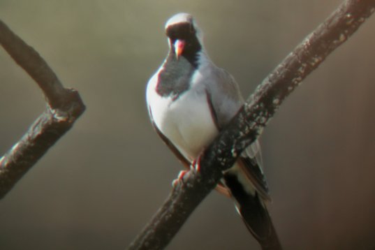 SaudiArabia_20000921_016 Namaqua Dove - Oena capensis - Al Mansouriyah