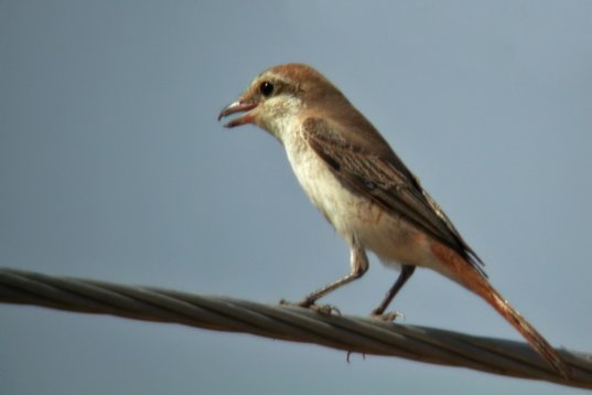 SaudiArabia_20000928_024 Red-tailed Shrike - Lanius phoenicuroides - Al Mansouriyah