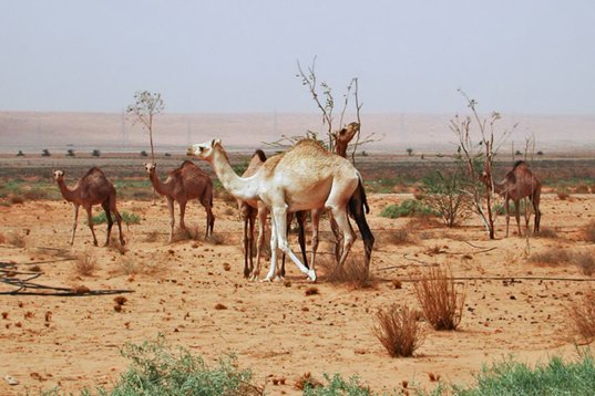 SaudiArabia_20001005_031 Dromedary - Camelus dromedarius - Thumamah