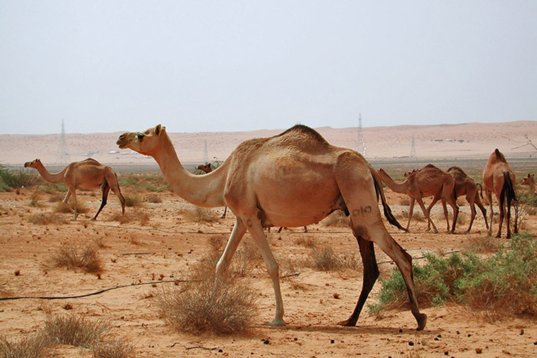 SaudiArabia_20001005_032 Dromedary - Camelus dromedarius - Thumamah