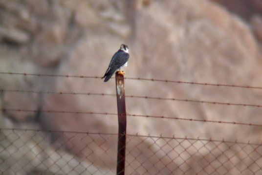 SaudiArabia_20001208_071 Peregrine Falcon - Falco peregrinus pelegrinoides - Thumamah