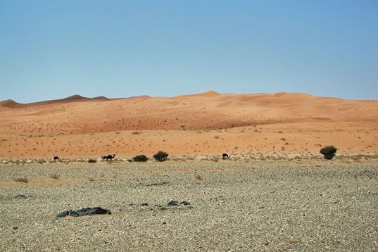 SaudiArabia_20010302_097 Desert landscape, some 300 km SW Riyadh