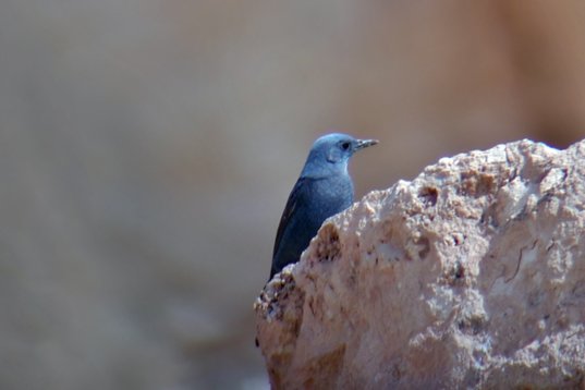 SaudiArabia_20010308_098 Blue Rock Thrush - Monticola solitarius - Thumamah