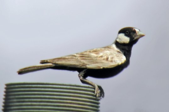 SaudiArabia_20010405_126 Black-crowned Sparrow-Lark - Eremopterix nigriceps - Rawdhat Khuraim