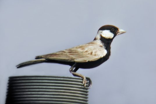 SaudiArabia_20010405_127 Black-crowned Sparrow-Lark - Eremopterix nigriceps - Rawdhat Khuraim