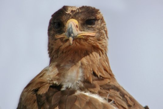 SaudiArabia_20010419_144 Steppe Eagle - Aquila nipalensis - Thumamah
