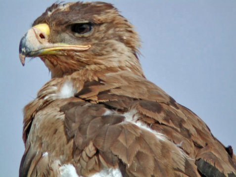 SaudiArabia_20010419_145 Steppe Eagle - Aquila nipalensis - Thumamah