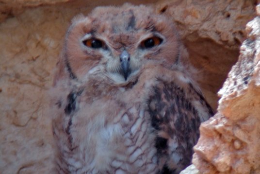 SaudiArabia_20010504_149 Pharaoh Eagle-Owl - Bubo ascalaphus - Thumamah