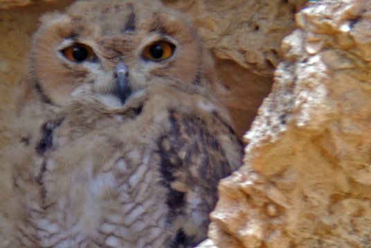 SaudiArabia_20010504_150 Pharaoh Eagle-Owl - Bubo ascalaphus - Thumamah