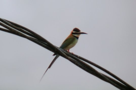 SaudiArabia_20010720_156 White-throated Bee-eater - Merops albicollis - Wadi Jawwah