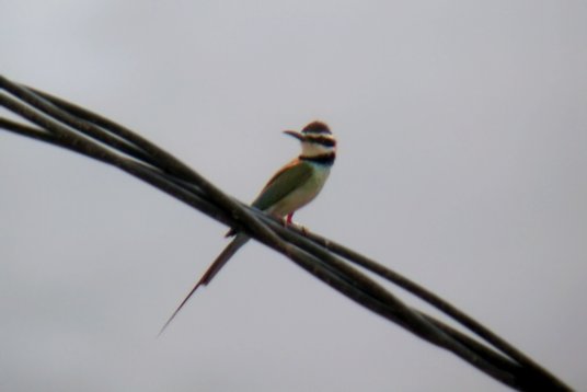 SaudiArabia_20010720_157 White-throated Bee-eater - Merops albicollis - Wadi Jawwah
