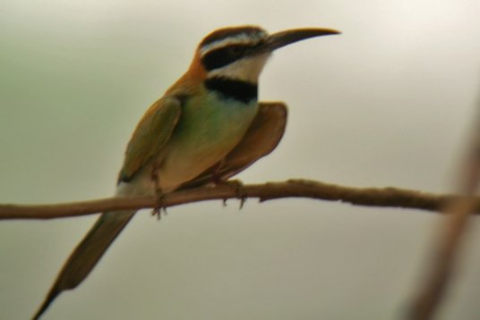 SaudiArabia_20010720_159 White-throated Bee-eater - Merops albicollis - Wadi Jawwah