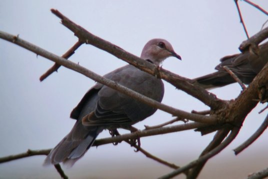 SaudiArabia_20010721_168 Red-eyed Dove - Streptopelia semitorquata - Bani Malik area